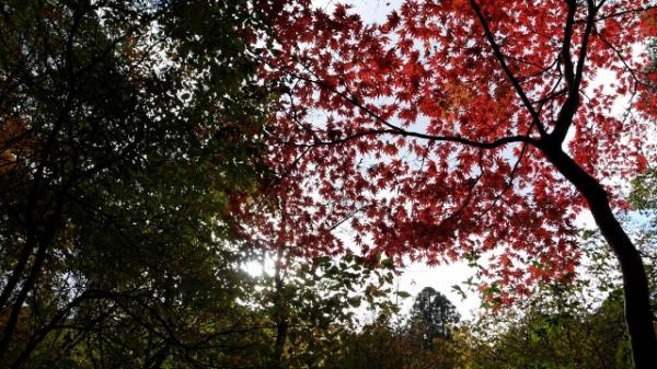 このあたりの紅葉も綺麗です。